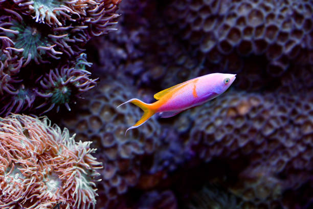 istock Pink and orange tropical anthias fish 640289460