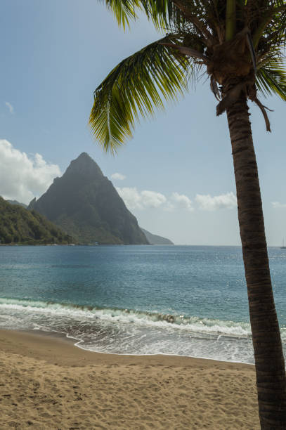 istock Piton and palm tree in Saint Lucia 640289772