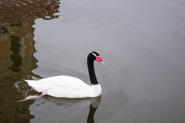 istock Black-necked swan on monastery pond 640290600