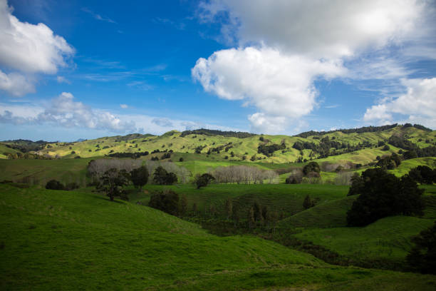 istock Fluffy Clouds on Spring Day, Northland, New Zealand 640295134