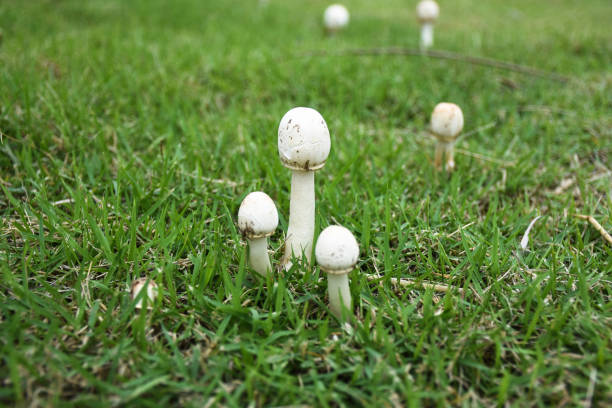 istock white mushroom on the green grass 640295576