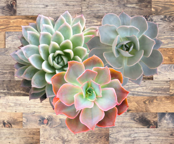 istock Succulent on Wooden Background 640295616