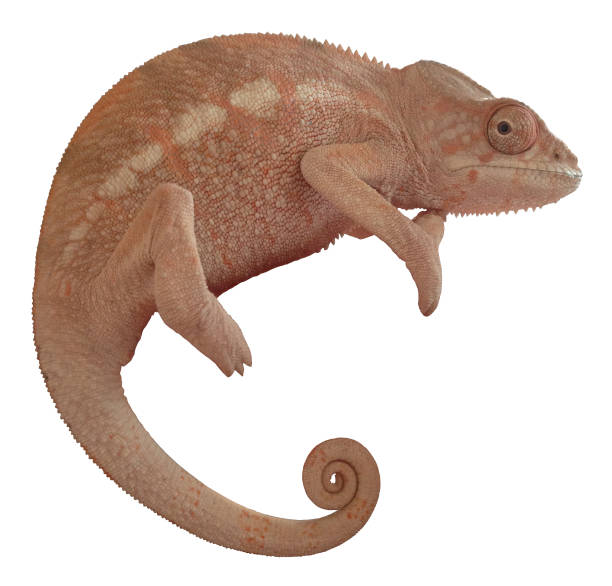 istock Female Panther Chameleon 640295644