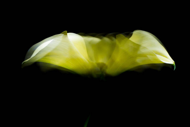 żółty kwiat calla w ruchu i czarne tło - calla lily flash zdjęcia i obrazy z banku zdjęć
