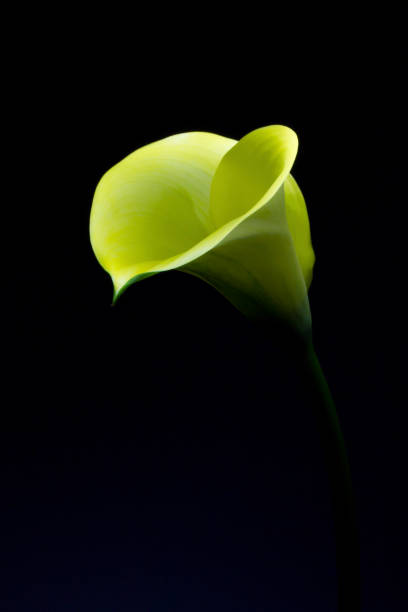 żółty kwiat calla i czarne tło - calla lily flash zdjęcia i obrazy z banku zdjęć