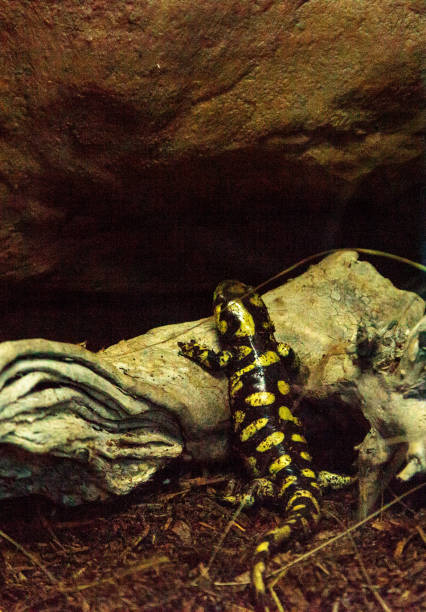 Proteus blind prehistoric pink salamander in cave water in slovenia