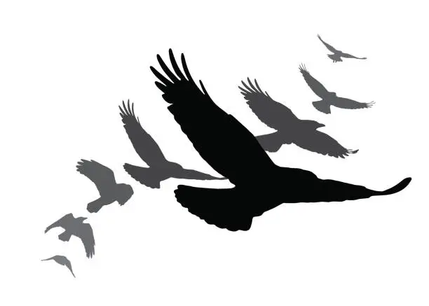 Vector illustration of Set of black isolated silhouettes with crows