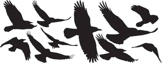 Vector illustration of Set of black isolated silhouettes with crows