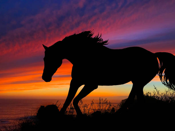 istock Horse Silhouette Sunset 640300306