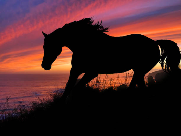 istock Horse Silhouette Sunset 640300326