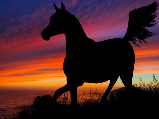 istock Horse Silhouette Sunset 640300336