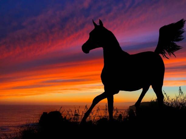 istock Horse Silhouette Sunset 640300350