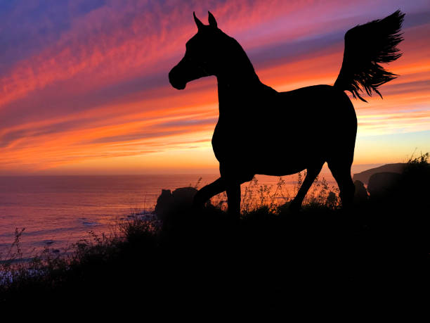 istock Horse Silhouette Sunset 640300358
