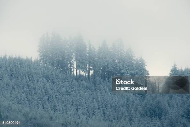 Winter Trees Stock Photo - Download Image Now - Beauty In Nature, Blue, Cold Temperature