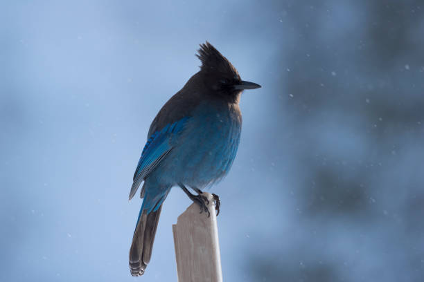 Steller's Jay in the snow stock photo