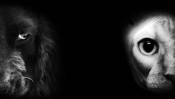 istock cat and dog portrait in dark 640301336