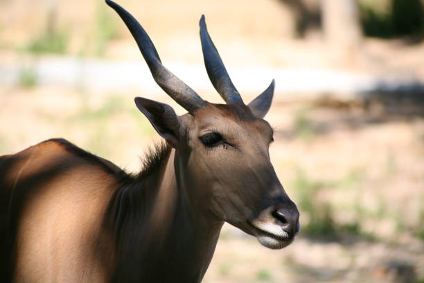 istock Oryx, deer , African animal 640302774