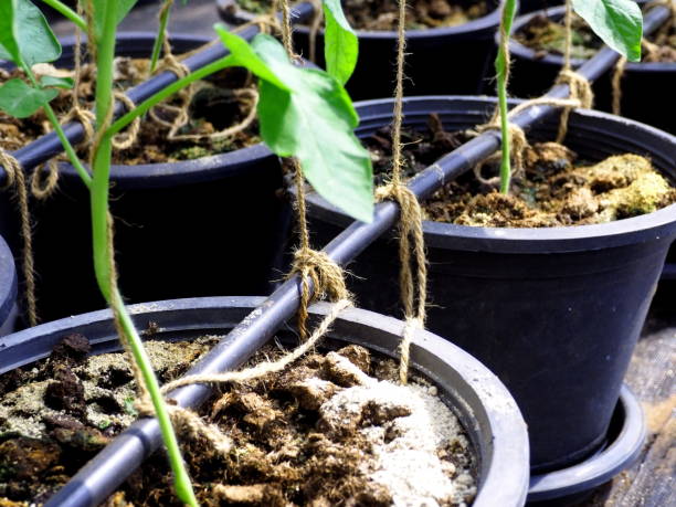 istock Tomato plantations in a green house. 640305458