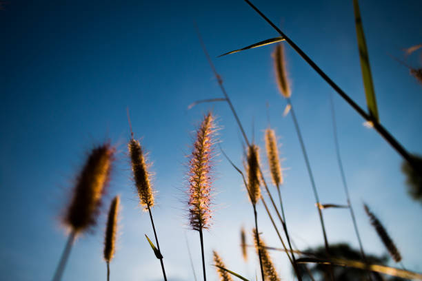 istock Nature in grass flower. 640307386