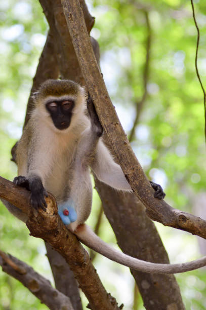 istock Monkey vervet on a tree with genital 640307682