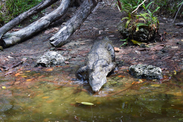 istock Crocodile coming from the bank towards 640307766