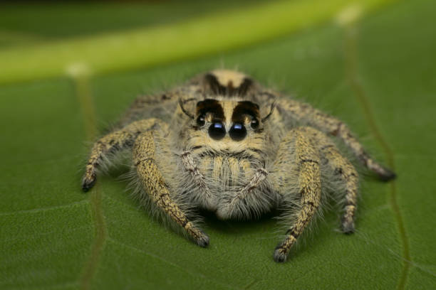 istock Macro of spider (Hyllus Diardi Female) insect 640308774