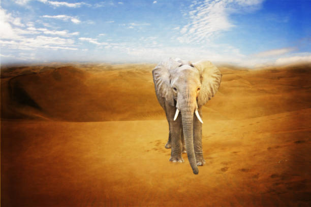 istock little elephant in a desert 640309276