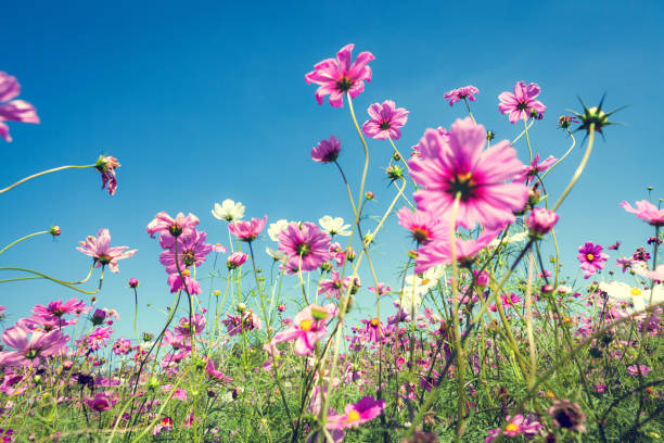 istock White, Pink, Cosmos flowers. 640313190
