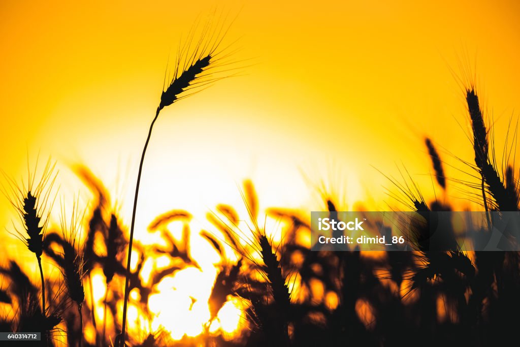 Spikelets of wheat close up on a background sunset. Spikelets of wheat close up on a background sunset. Harvesting. August Stock Photo