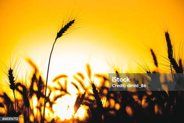 Spikelets Of Wheat Close Up On A Background Sunset Stock Photo - Download Image Now