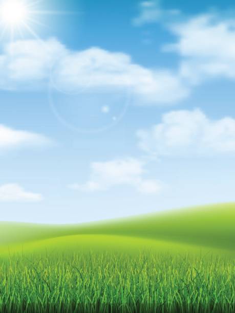 nature landscape grass hill Bright nature landscape with sky, hills and grass. Rural scenery. Field and meadow. Vector illustration. sunny day stock illustrations