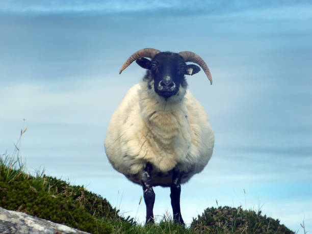 istock irelaand, sheep on the bog road 640317910