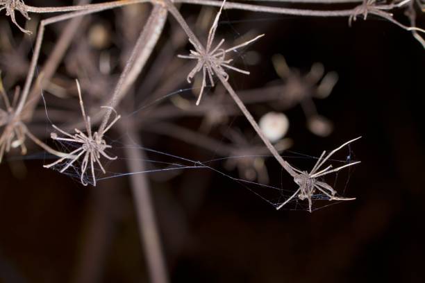 istock Dry plant brush 640318274