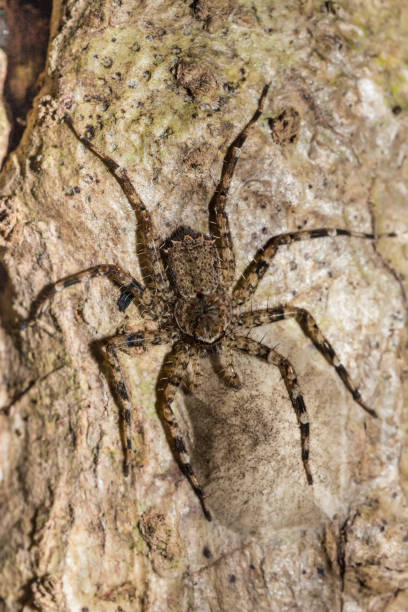 istock huntsman spider on tree trunk Madagascar wildlife 640319030