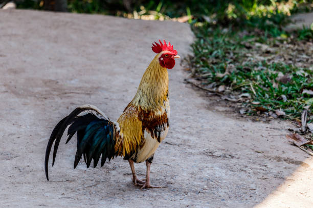 istock colorful rooster on nature background 640319154