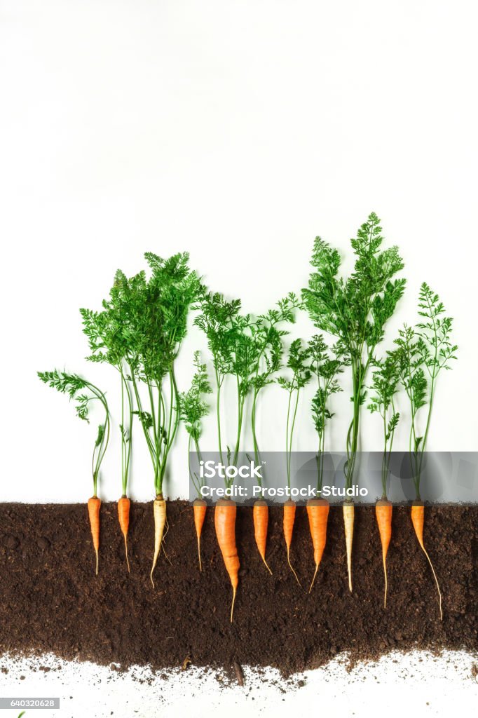 Carrot. Growing plant isolated on white background Carrot grow in ground, cross section, cutout collage. Healthy vegetable plant with leaves isolated on white background. Agricultural, botany and farming concept Carrot Stock Photo