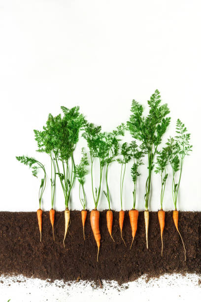 Carrot. Growing plant isolated on white background Carrot grow in ground, cross section, cutout collage. Healthy vegetable plant with leaves isolated on white background. Agricultural, botany and farming concept plant part stock pictures, royalty-free photos & images