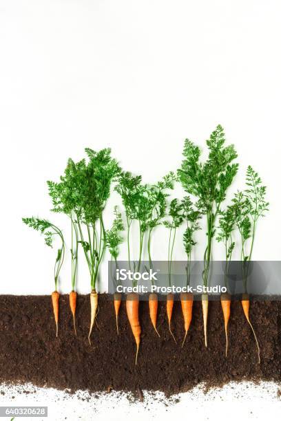 Carrot Growing Plant Isolated On White Background Stock Photo - Download Image Now - Carrot, Dirt, Seedling