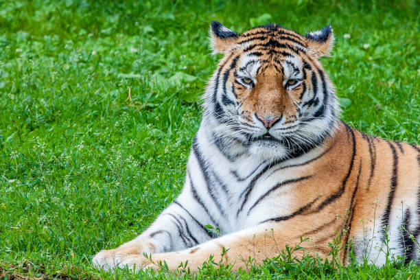 бенгальский тигр или пантера тигр - tiger animal endangered species human face стоковые фото и изображения