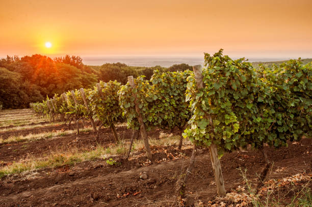 Summer Grape field at dawn stock photo