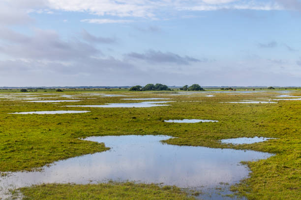 istock Puddles and Cows at farm 640321574