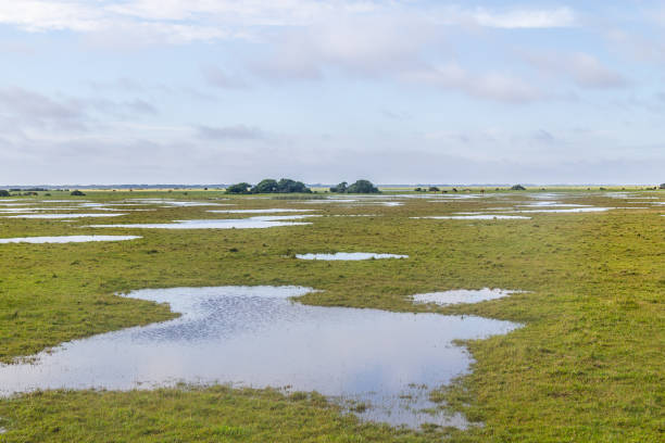 istock Puddles and Cows at farm 640321630