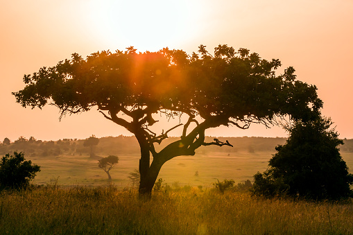 Acacia tree at Dramatic Sunrise in Masai mara - backlit