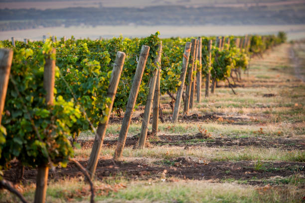 vine in the field stock photo