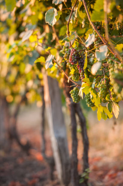 Bunch of fresh organic grape on vine branch stock photo