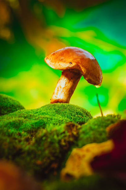 istock fresh brown cap boletus mushroom on moss 640326842