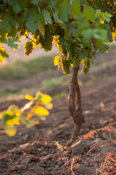 Bunch of fresh organic grape on vine branch stock photo