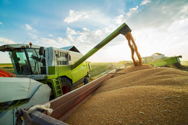 istock Combine harvester in action on wheat field, unloading grains 640327978