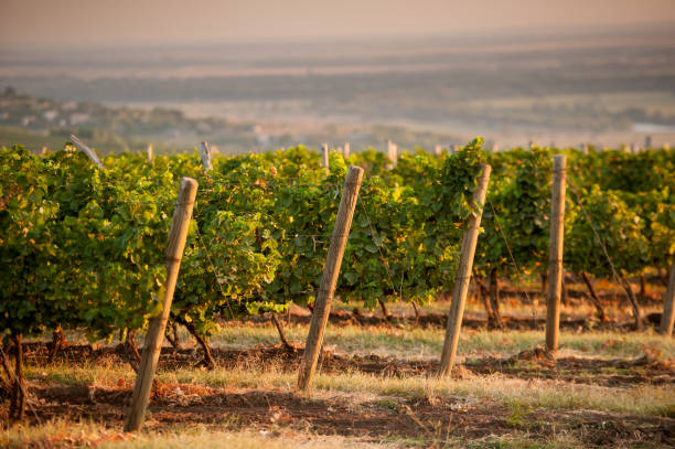 vine in the field stock photo