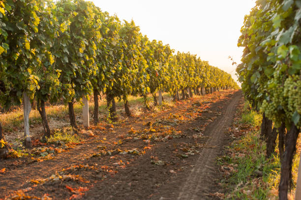 vine in the field stock photo